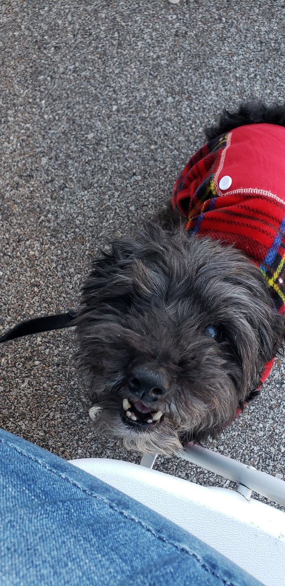 Danielle Campbell tweet media