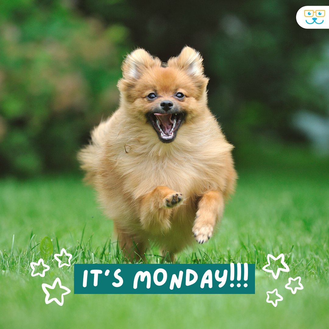 sugar_animal's tweet image. Some people are just morning people - ready to tackle the world, even on a Monday morning! Do you know anyone like this? #sugarriverahgratham #grathampets #sugarriveranimalhospital #sugarriverah.