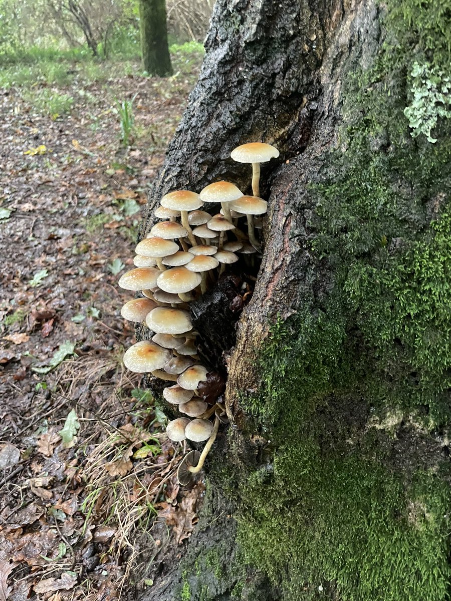 MisuGallo's tweet photo. @tiempobrasero ya tenemos la temporada de hongos y boletus en Pontevedra, Galicia https://t.co/dZJO9XJs5z