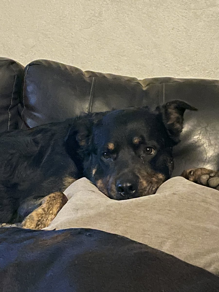 AngelHellHound's tweet photo. @MandaLHuber Here’s my 10 month old long haired Rottweiler Nakoa (he’s the one sitting), my dad’s almost 4 year old Rottweiler Drogon (or Jager as he’s more commonly called; he the one laying on the pillow) and my sister’s dog Pudge (like the fish from Lilo and Stitch) https://t.co/lAWxOQvHsQ
