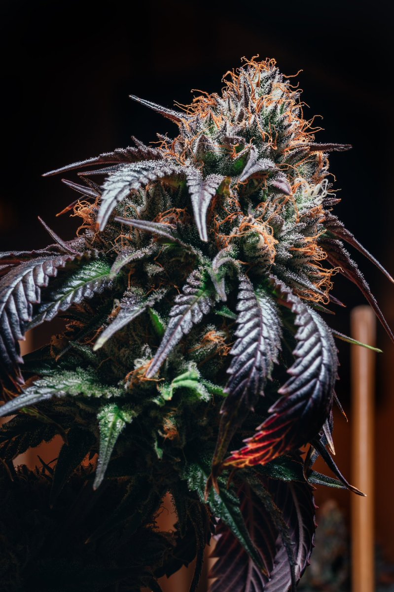 StoneGrove tweet media