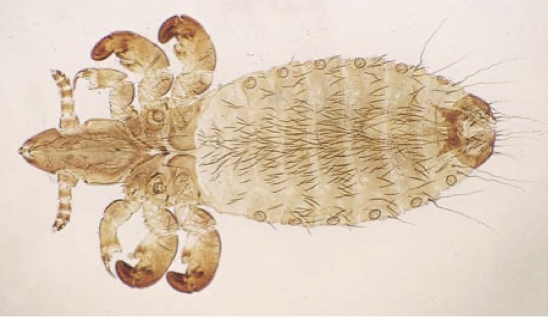 Lice can spread directly from animal to animal very easily once they are penned in close proximity to one another in dry, warm conditions. Lice do not survive long off their host - usually 3 to 5 days. Photo of sucking cattle louse