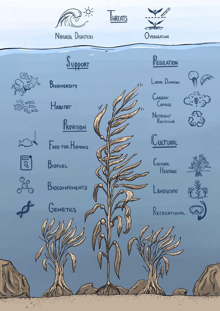 Coasts_MDPI's tweet photo. 📢New #publication in #Coasts
#Ecosystem Services Provided by #Kelp #Forests of the #Humboldt Current System: A Comprehensive Review
by Diego Cuba et al.
👉Read more: https://t.co/VGIDX2qIzm
#biodiversity #Chile #Lessonia #Macrocystis #Peru #seaweeds #threats #coastsmdpi https://t.co/olp4RNZNPu