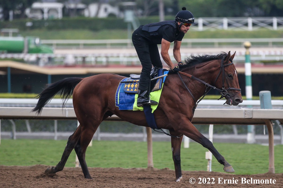 TomRyanKY's tweet photo. NATIONAL TREASURE
has exited his 2nd place finish is the G1 American Pharaoh in great order. He will be pre-entered In the G1 @BreedersCup Juvenile.
#QUALITYROAD
@ErnieBPhoto93 📸
@BobBaffert @ljlmvel #XBTV #Avengers https://t.co/4sB3pjh4lH