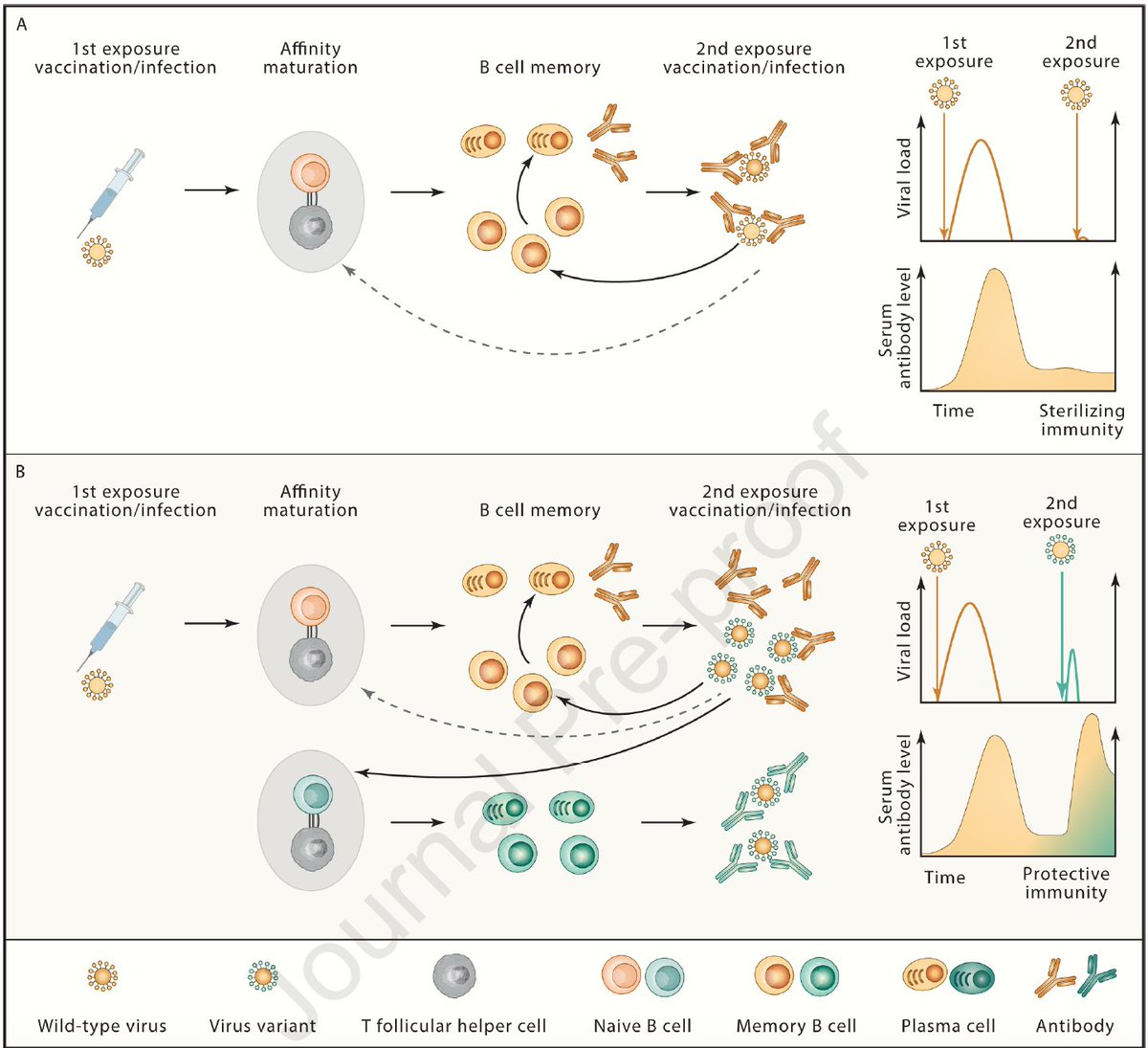 Blocking Covid infections via sterilizing immunity
New <a href="/ImmunityCP/">Immunity</a> 
cell.com/immunity/fullt…
by <a href="/HWardemann/">Hedda Wardemann</a> and Ilka Wahl <a href="/DKFZ/">DKFZ</a>