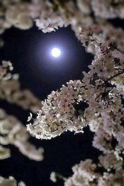 शरद पूर्णिमा की हार्दिक शुभकामनायें 
#sharadpurnima2022