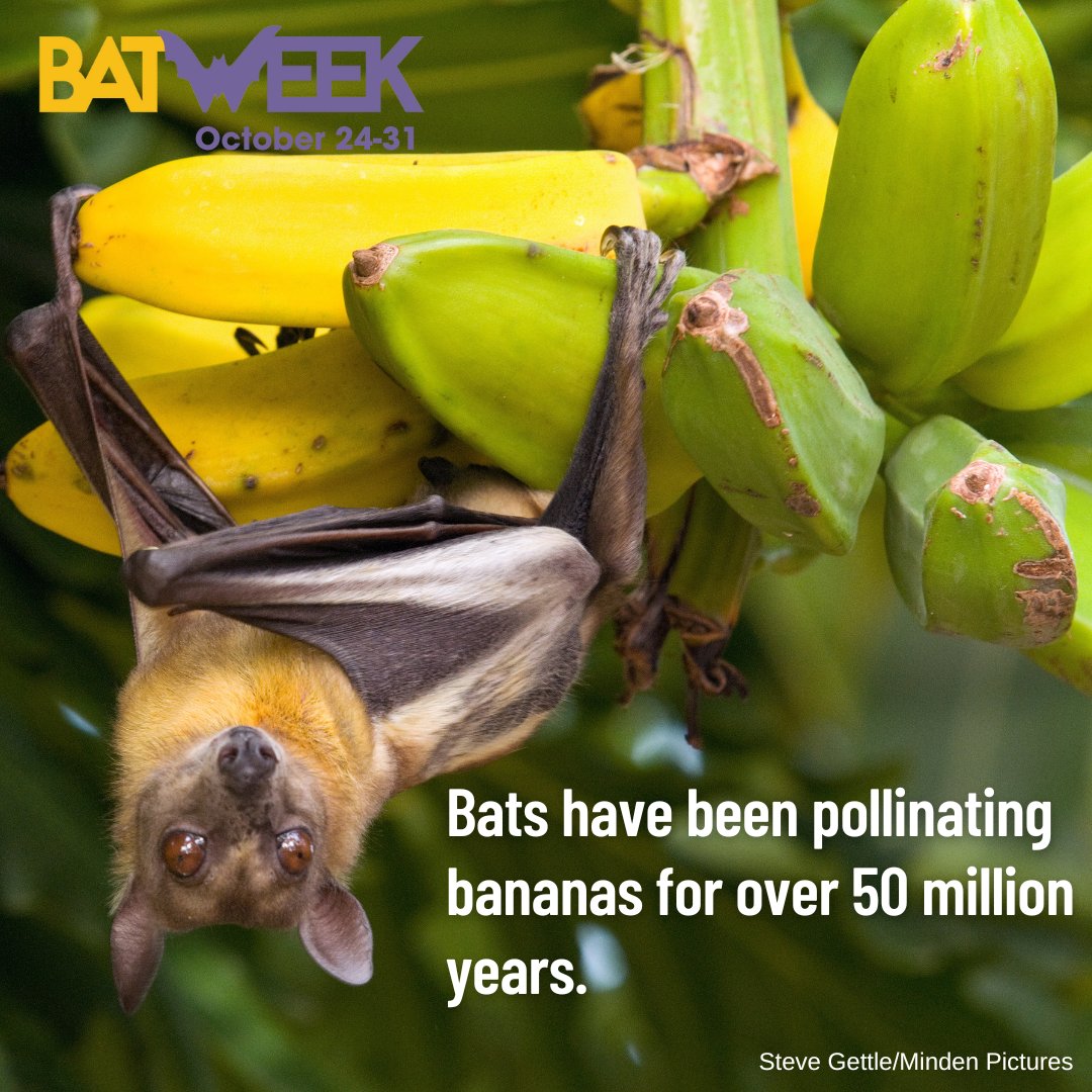 FSNatureWatch's tweet photo. #BatWeek is Oct. 24-31! Get your #bat on & try some bat-assisted recipes @Batweek.org #FSNatureWatch #ForestService https://t.co/244p0K9kGt