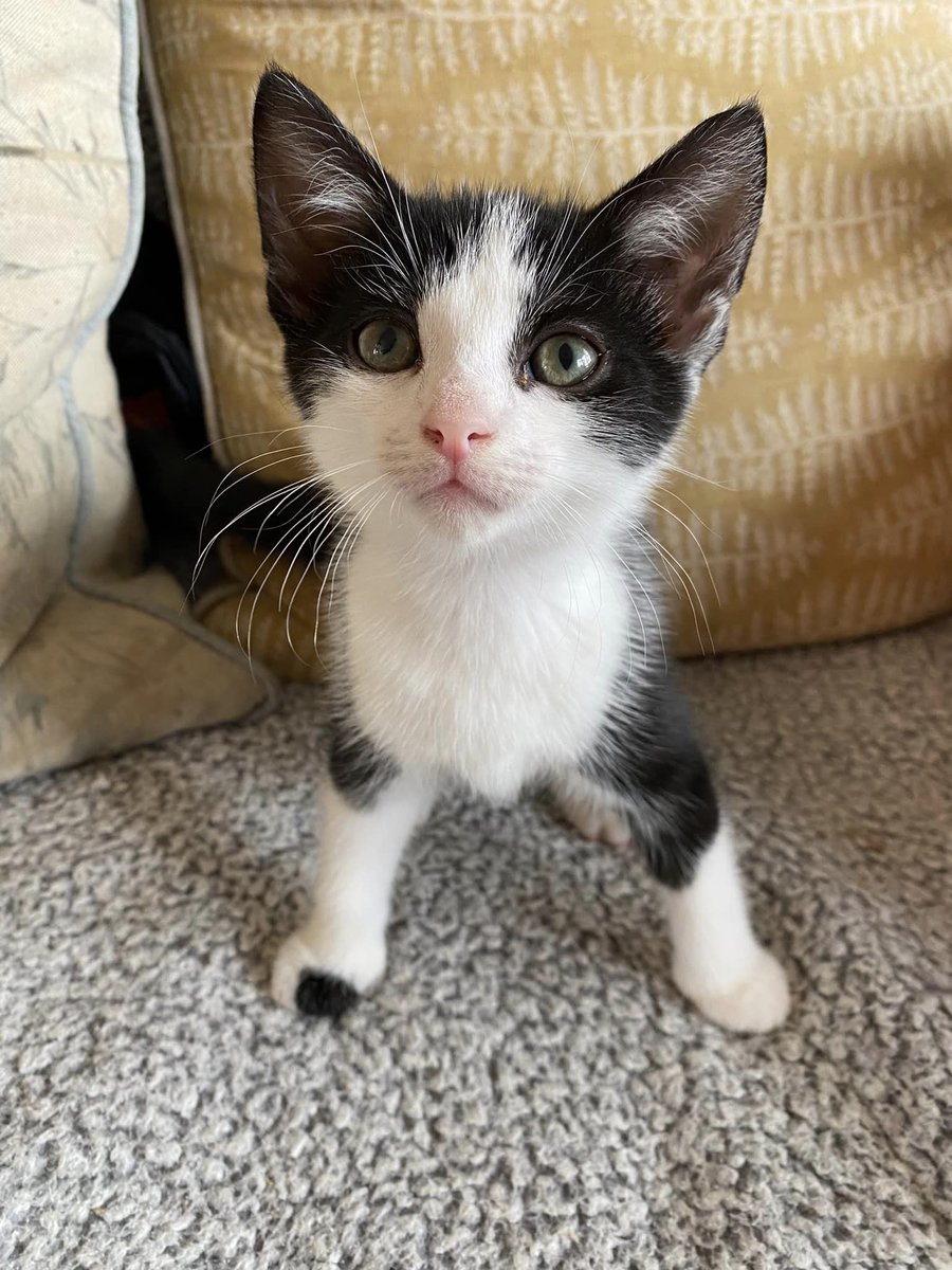 Brynllys1's tweet photo. Dyma dau aelod newydd i'r teulu! πΈπ #Cathod #CatsofTwittter #Caturday https://t.co/qbChYFcw89