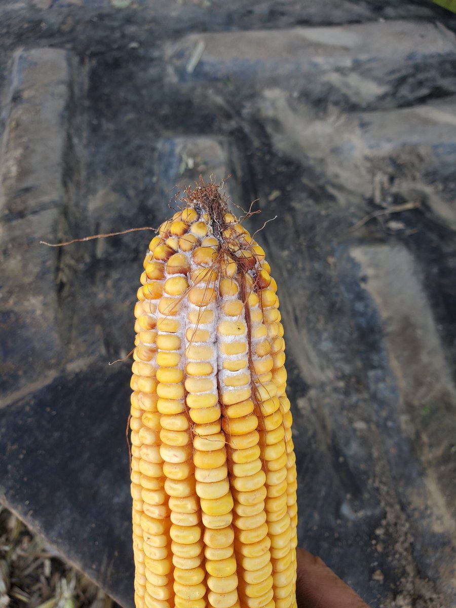 Is anyone finding mold in the corn?  Our ears are all still sitting upright catching rain.