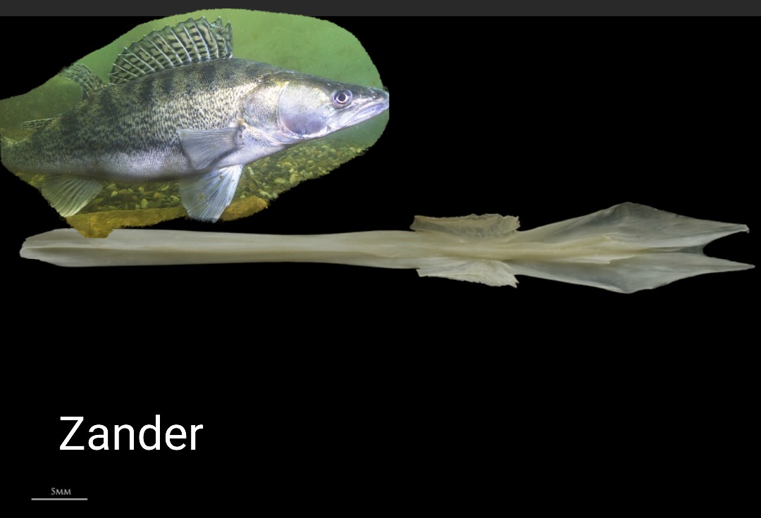 Rhiannon Jenkins tweet media