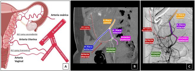 Elena Serrano tweet media