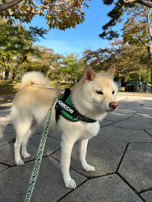 #柴犬 #白柴 #犬 #Shiba #函館