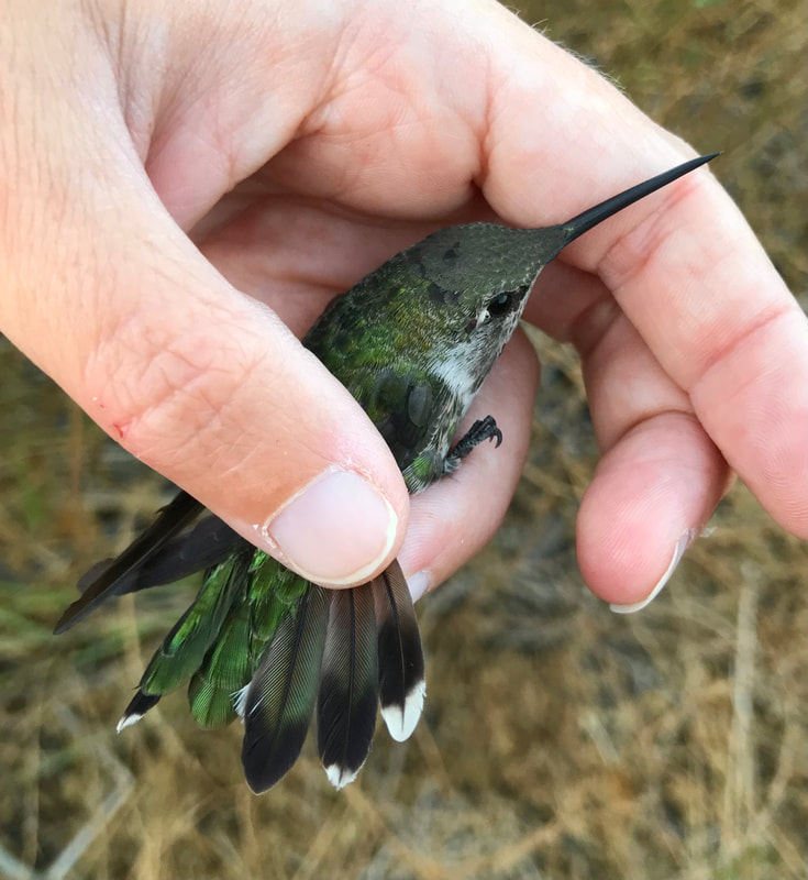 SFBBO's tweet photo. #NotesFromTheStation: The outermost tail feather here, R5, has a patch of white with a black spike pointing down through it. That black spike indicates that this not-very-pink Anna's Hummingbird is a young male rather than a female. @FeatheredKatie https://t.co/E2sn7c5IXe
