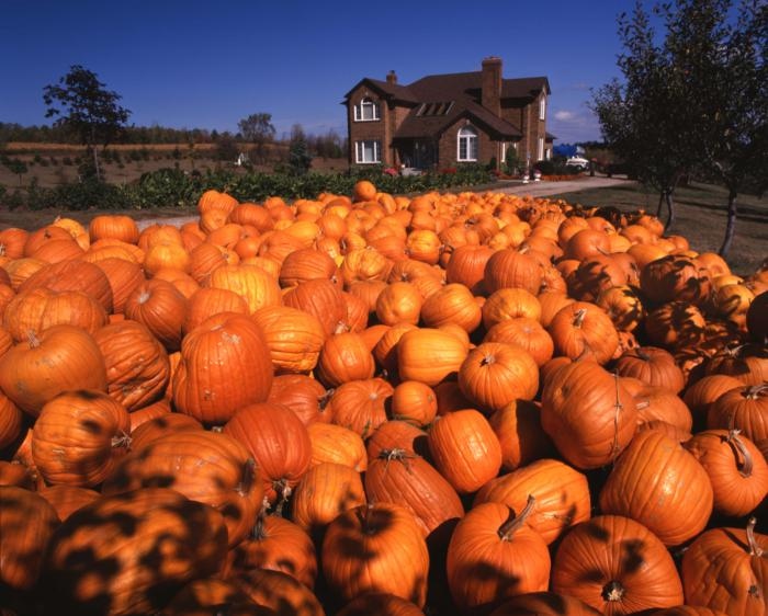 TheCHPF's tweet photo. Got your pumpkins yet?
Image: "Quebec: Gatineau River area - Autumn scene at McGregor Lake" by George Hunter.
#halloweenpumpkin #fallpumpkins #fallinquebec #canadiancharity #thechpf #canadianheritage #canadianphotography #archives https://t.co/lpsU9KdqQG