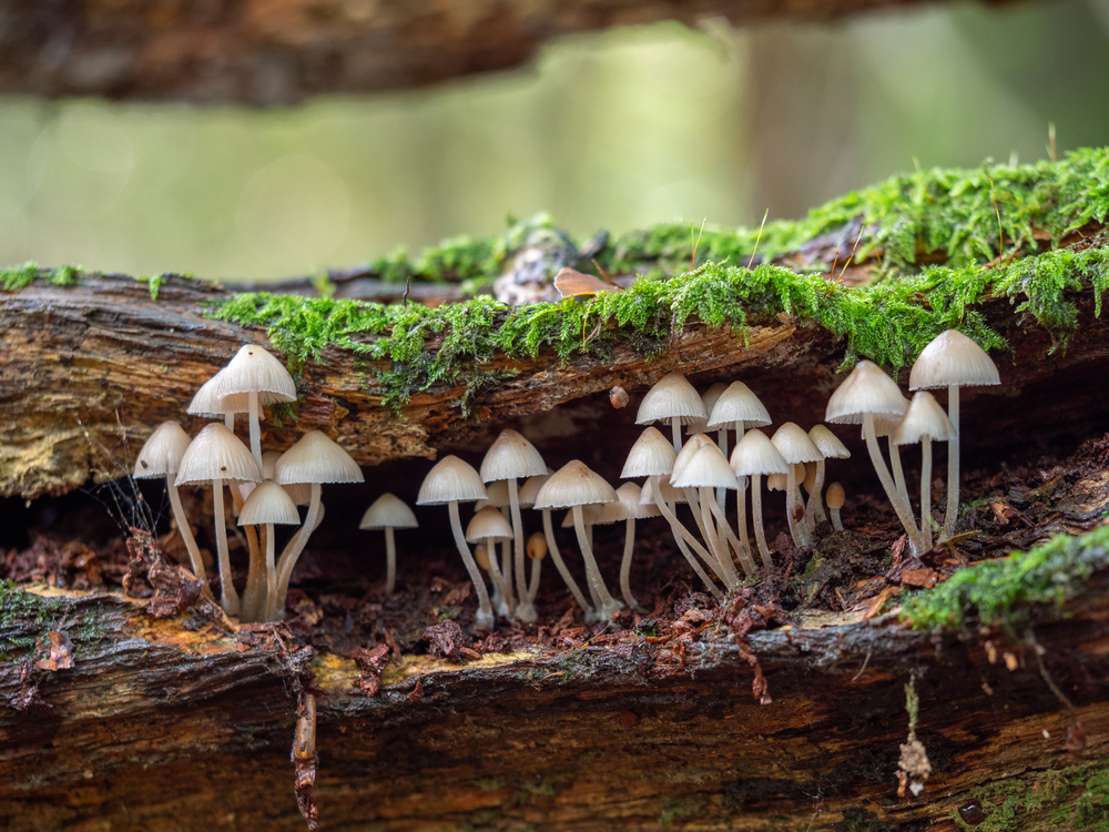 THIS WEDNESDAY, our Excellent Expert Fungi walks start! 🍄 Explore Colchester's woods in a whole new way! Book now before spaces sell out... Book here - ow.ly/n6HJ50L5yXX