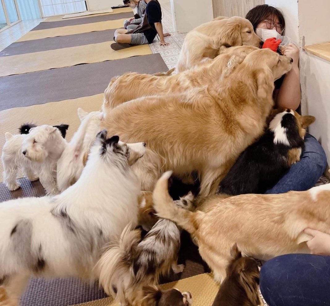 รีวิวคาเฟ่หมาที่ไปมาวันนี้ค่ะ ช่วยด้วยยยยยยยย🥹🥹🥹🥹 กัว ไอเด้นน่ากัว