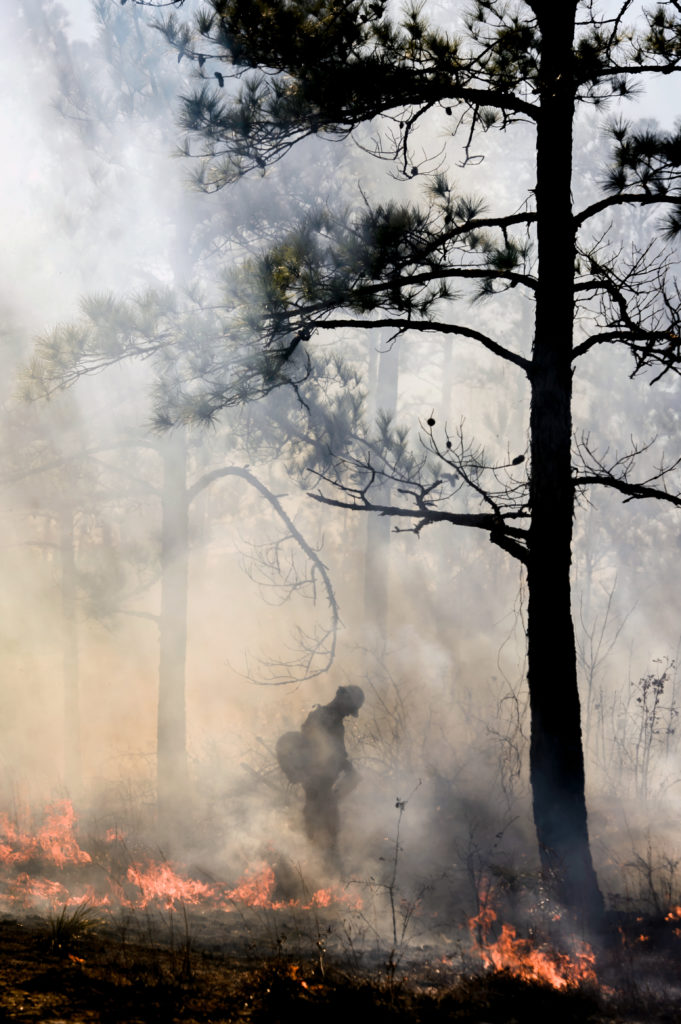 MooreCharitable's tweet photo. "#FireFact: Animals and plants in the longleaf system are adapted to regular burn cycles. π₯
Fire helps forests stay #healthy. Read more about this phenomenon here π"
https://t.co/QAcR8ZHJvr https://t.co/CeZ6dIJPRV