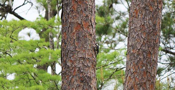 MooreCharitable's tweet photo. "#FireFact: Animals and plants in the longleaf system are adapted to regular burn cycles. π₯
Fire helps forests stay #healthy. Read more about this phenomenon here π"
https://t.co/QAcR8ZHJvr https://t.co/CeZ6dIJPRV