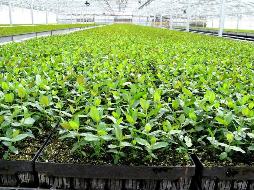 ngoshibeavan's tweet image. Over 7 000 people are employed in #forest based economies in 🇿🇼.