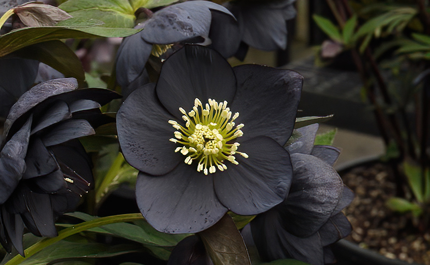 jimrosecircus1's tweet photo. The stunning helleborus black beauty. https://t.co/Oa5RoHN211