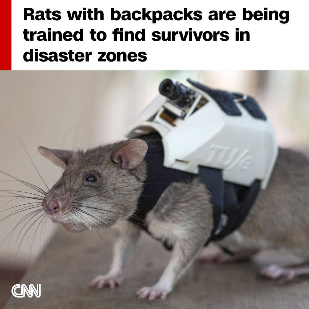 This project is kitting out rodents with tiny, high-tech backpacks to help first responders search for survivors among rubble in disaster zones. cnn.it/3DsK0kd