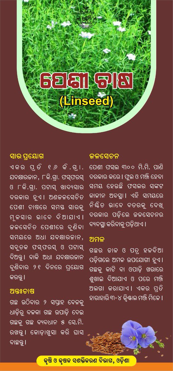 krushibibhag's tweet photo. ତୈଳବୀଜ ଫସଲ ମଧ୍ୟରେ #ପେଶୀ_ଚାଷ ନିଗିଡ଼ା ଦୋରସା ଜମିରେ ଭଲ ହୁଏ | ଏହି ଚାଷରେ #ବିହନ_ବିଶୋଧନ ସହ #ଅନ୍ତଃଚାଷ ଏବଂ କୋଡ଼ାଖୁସା କରି ଘାସ ବାଛନ୍ତୁ ଏବଂ ଲାଭବାନ ହୁଅନ୍ତୁ | #Linseeds #Linseedfarming #Integratedfarming #Farmers #OdishaFarmers https://t.co/2A84XW9W8X