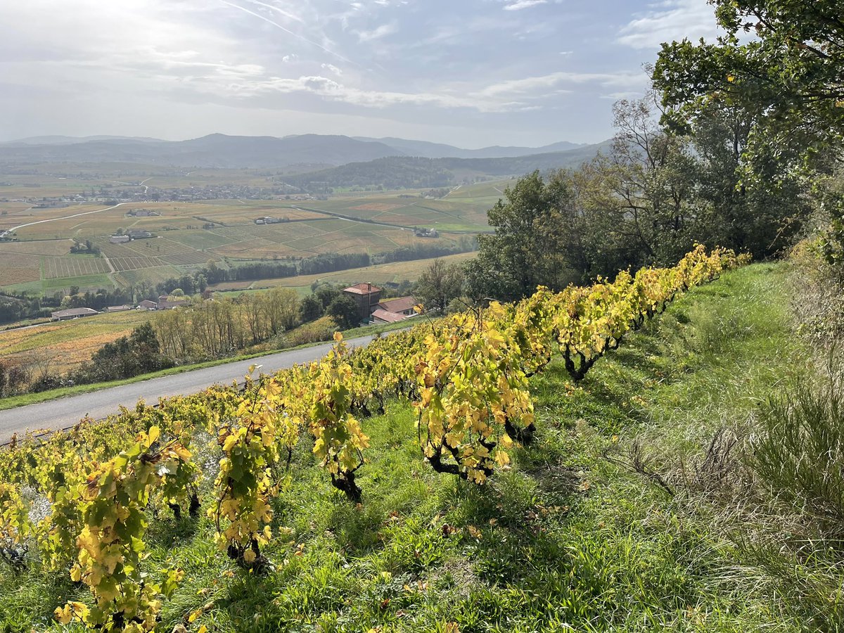 1/2 Vastly different approaches to soil management in the Côte de Brouilly. Interesting to note that in general it seems the badly herbicided plots have turned orange/red much faster than those which have grass/cover crop. Signs of hydric stress earlier in the season perhaps,