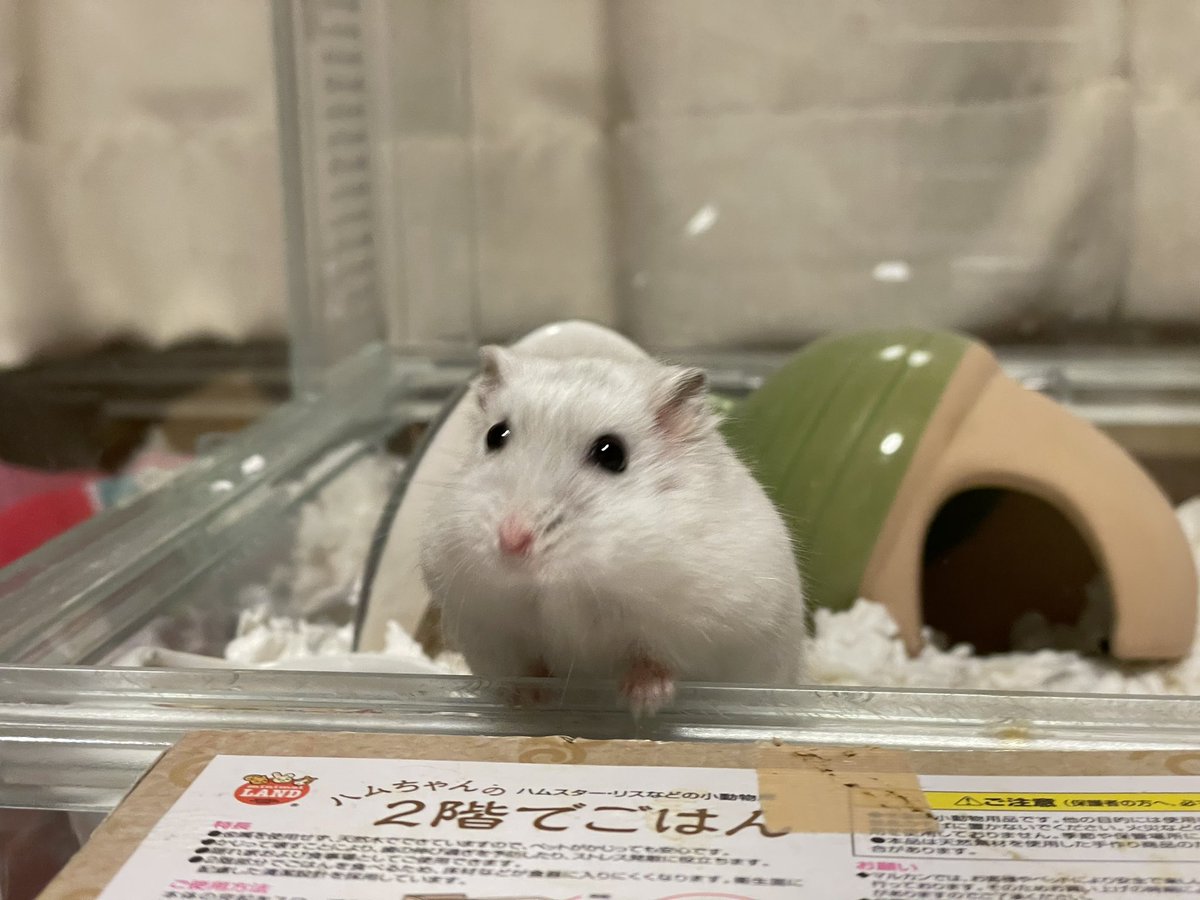 hlUutqn1jmsFbvW's tweet photo. I failed to escape, so I'm going home.脱走に失敗したから帰るわ。#さくらちゃん🌸 #CherryBloss... https://t.co/9p4B6ltJCg @YouTubeより https://t.co/rzjAPaeLNS