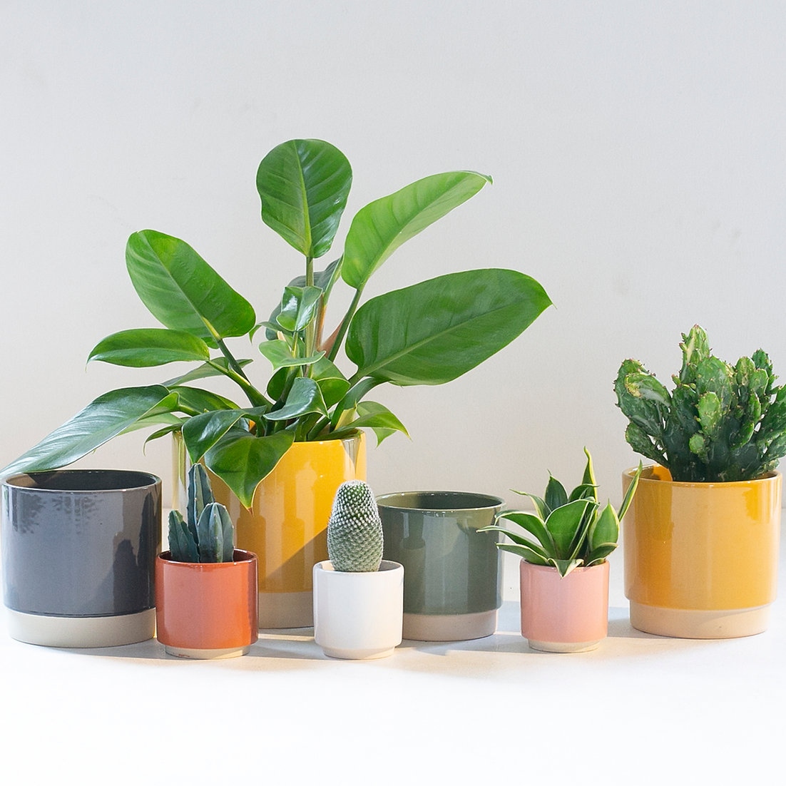 ginger_jungle's tweet photo. Style your plants with our new range of indoor pots.

All you need to compliment and care for your plants https://t.co/EdOXZ6ImlD