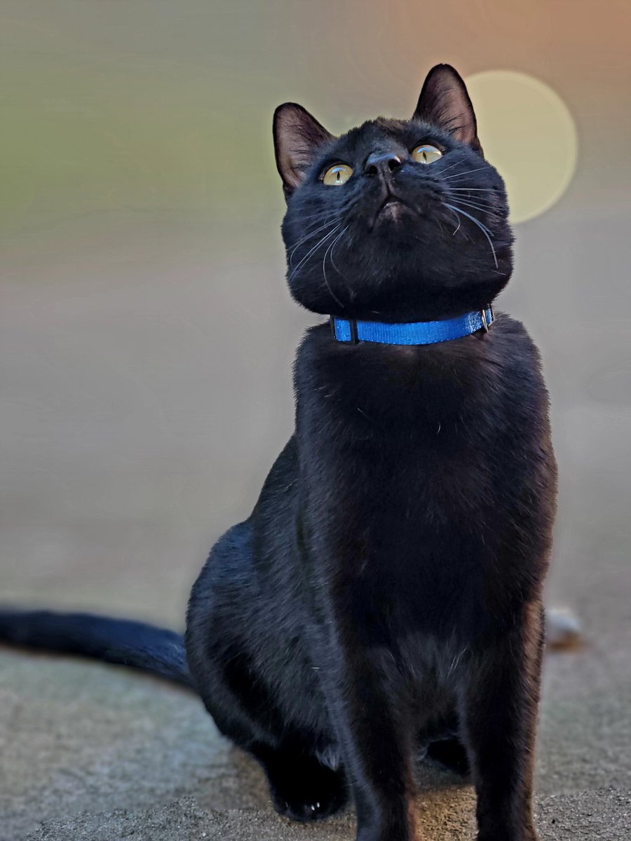 I think I'm a model 
#CatsOnTwitter #catsofinstagram #cats #cattwitter #catsoftwitter #catlovers