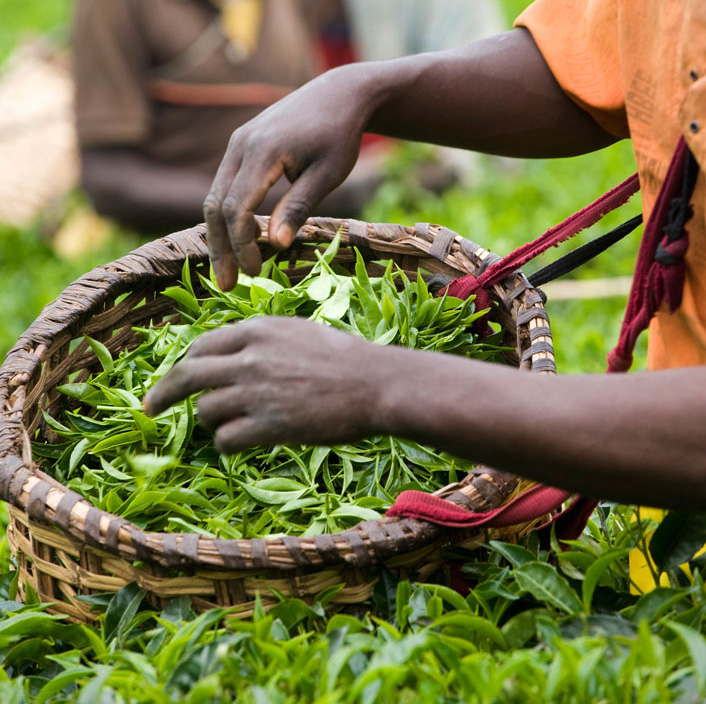 UbumuntuStore's tweet photo. We would like to introduce one of our most valued partners #Sorwathe. They are a hub of exceptional Rwandan tea and they too share values of Ubumuntu. 

Pass by our shop at the departure terminal, Kigali International Airport and take a piece of Rwanda with you
#Rwanda #Ubumuntu https://t.co/4TmeiF3TYL