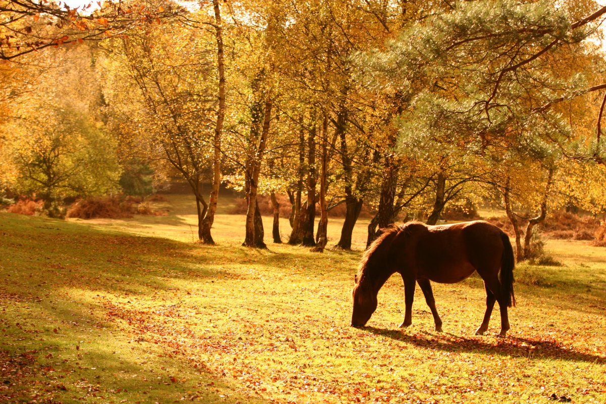 Chewton Glen tweet media