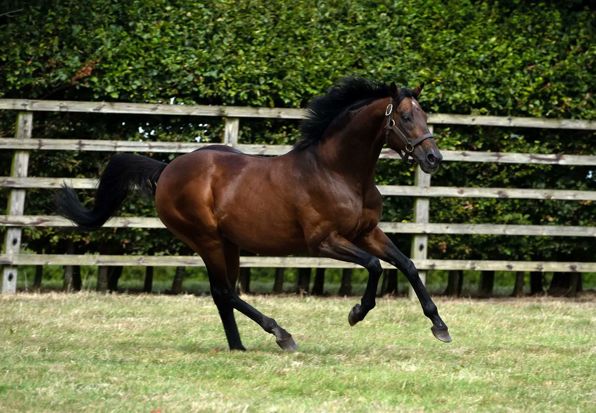 Coolmore aygırı Rock of Gibraltar öldü