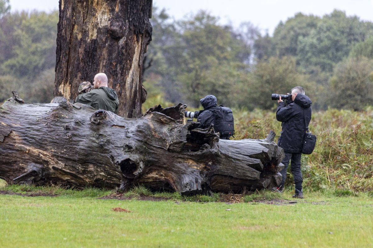 theroyalparks's tweet photo. During the deer rut photographers are reminded to use a long lens &amp; to #Stay50mAway 📷 🦌

Closer than this is stressful for the deer &amp; can interfere with their natural behaviour. Park visitors also risk serious injury by ignoring this advice. Read more ▶️ https://t.co/Z2v1JPBiP6 https://t.co/4onGy5A32D