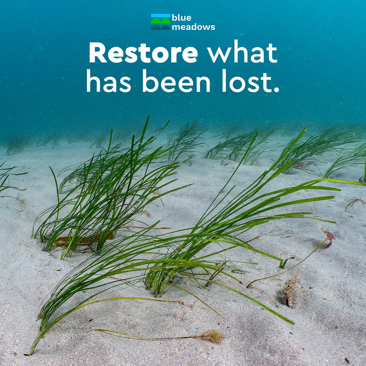 Anchor_Group's tweet photo. Did you know that 5% of all pre-tax profits from our Ocean Parking division are donated to @OceanCTrust?
We are proud to be supporting the #BlueMeadows project, working to protect and restore seagrass meadows in our oceans. Find more info 👉 https://t.co/YJReZiao0G
#CSR https://t.co/YbyAXgqL9X