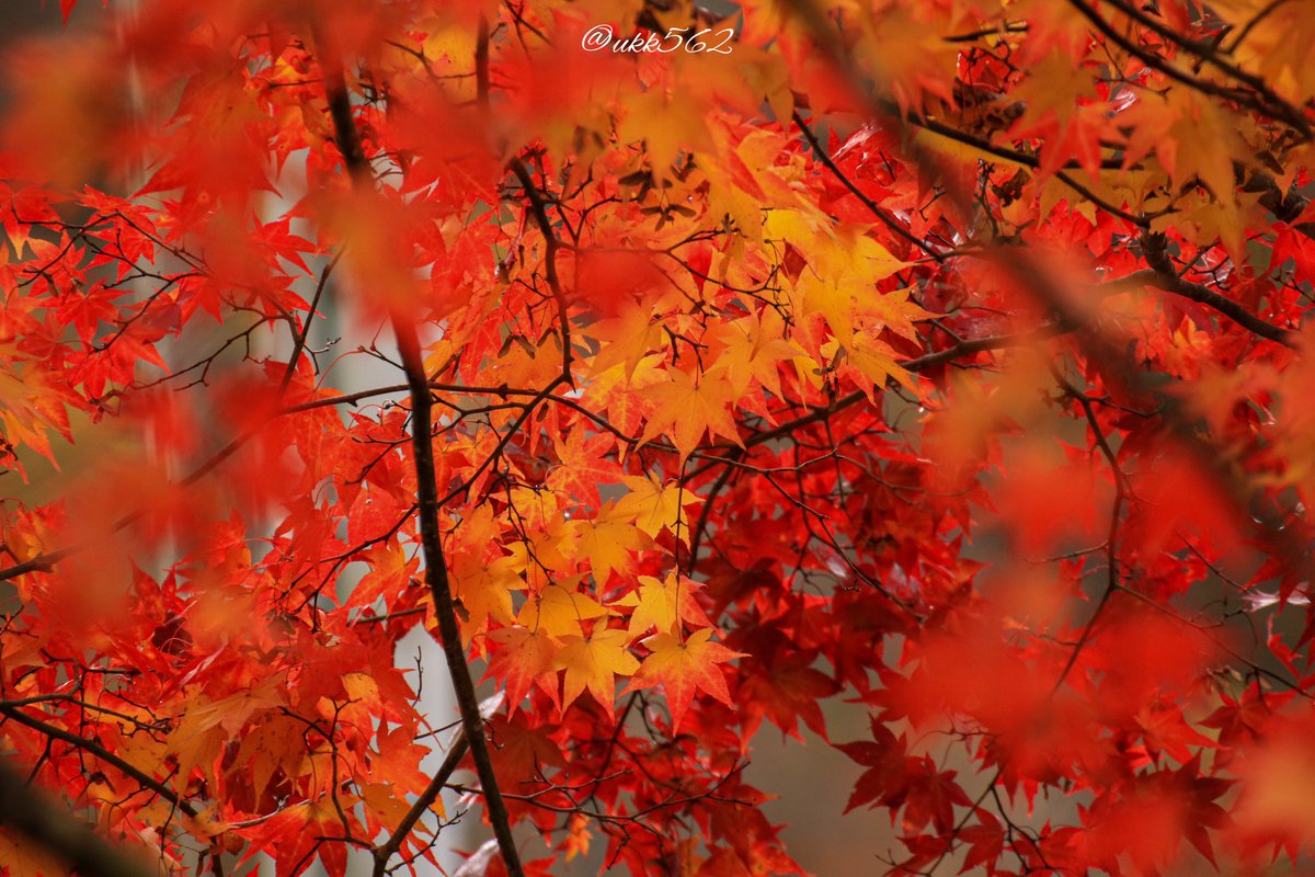 ukk562's tweet photo. 北海道の秋はもう終わりかけ
11月はもう初冬だと思ってる

 #ファインダー越しの私の世界
 #写真好きな人と繋がりたい
 #photography
 #562camera https://t.co/AiZydnWhXo