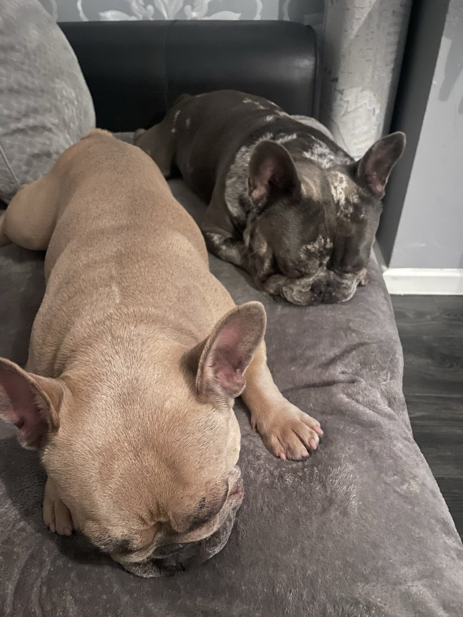 coco_th's tweet photo. My allergies are driving me and my lady human MAD so today we have took the advise that’s been giving to us a couple of times & im going on the #rawfood diet… does anyone else do this?? Could u give us some #tips what you do please 🙏🏻 #mondayblues #ineedhelp #poorcoco 😞🐾 https://t.co/CtPmBrM0Z0