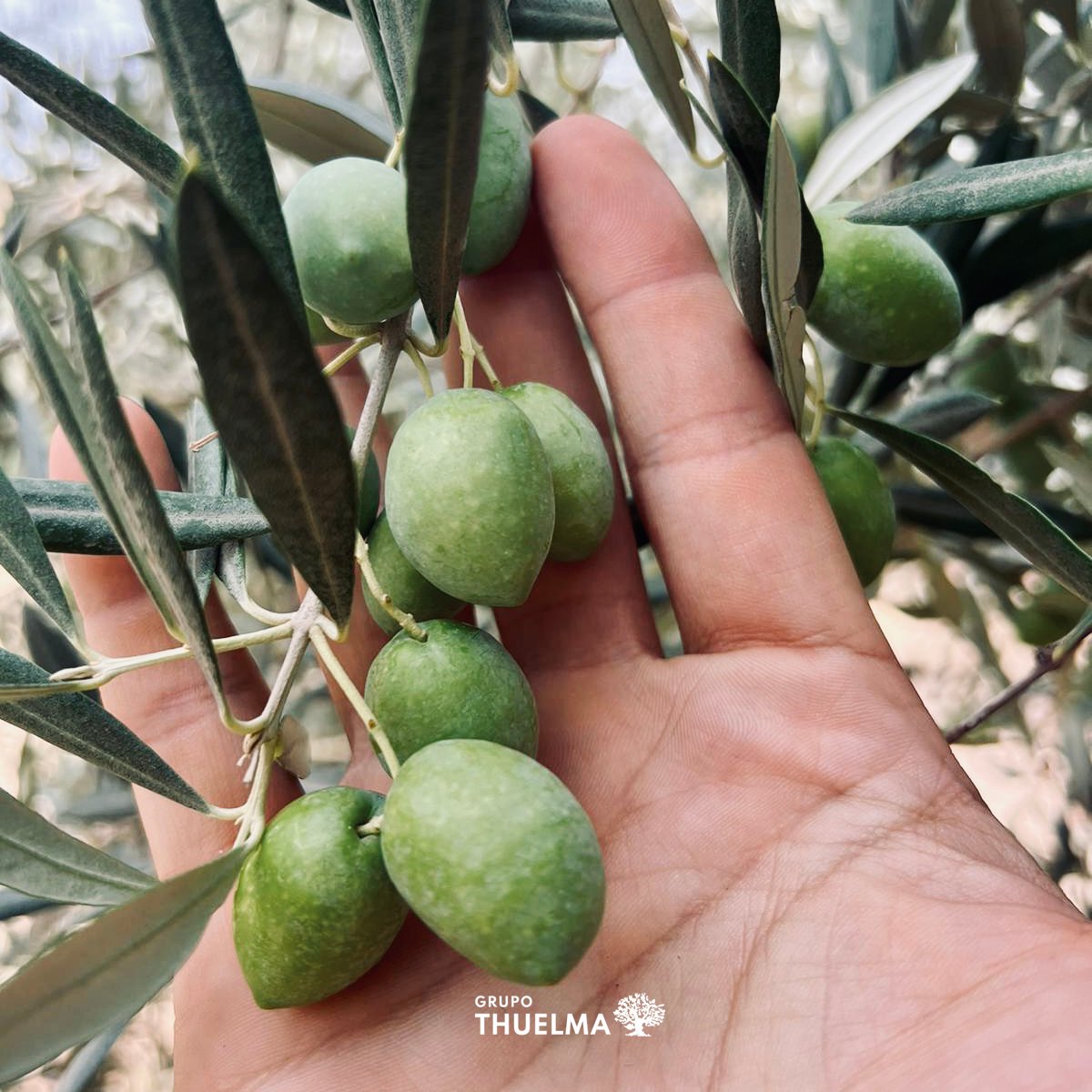 tierrasdejaen's tweet photo. ⏳Tic, tac, tic, tac..Ya estamos a las puertas de comenzar la campaña🍃de recogida de #aceituna 22/23💃En breve nuestro aceite temprano🤤🏡Tierras de Jaén, estará disponible para vuestros paladares👅Atentos familia😜os iremos informando de todos los pasos que demos👊#felizsemana https://t.co/9l9XjPvs04