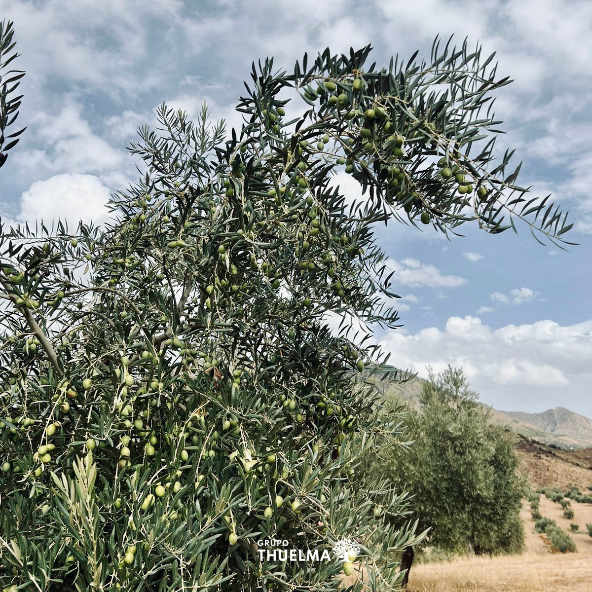tierrasdejaen's tweet photo. ⏳Tic, tac, tic, tac..Ya estamos a las puertas de comenzar la campaña🍃de recogida de #aceituna 22/23💃En breve nuestro aceite temprano🤤🏡Tierras de Jaén, estará disponible para vuestros paladares👅Atentos familia😜os iremos informando de todos los pasos que demos👊#felizsemana https://t.co/9l9XjPvs04