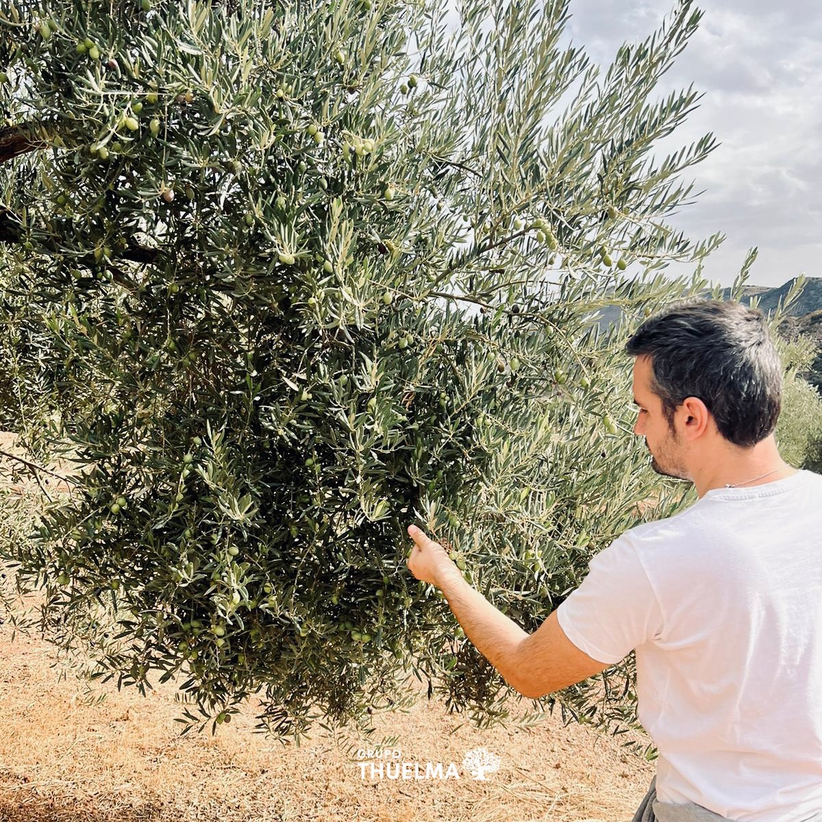 tierrasdejaen's tweet photo. ⏳Tic, tac, tic, tac..Ya estamos a las puertas de comenzar la campaña🍃de recogida de #aceituna 22/23💃En breve nuestro aceite temprano🤤🏡Tierras de Jaén, estará disponible para vuestros paladares👅Atentos familia😜os iremos informando de todos los pasos que demos👊#felizsemana https://t.co/9l9XjPvs04