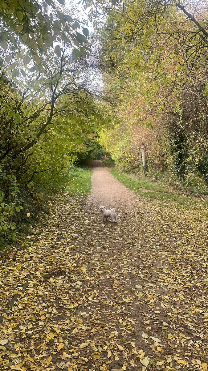 Brooksie Brooks_ on Twitter "Awwww fall is my favourite 🥰"