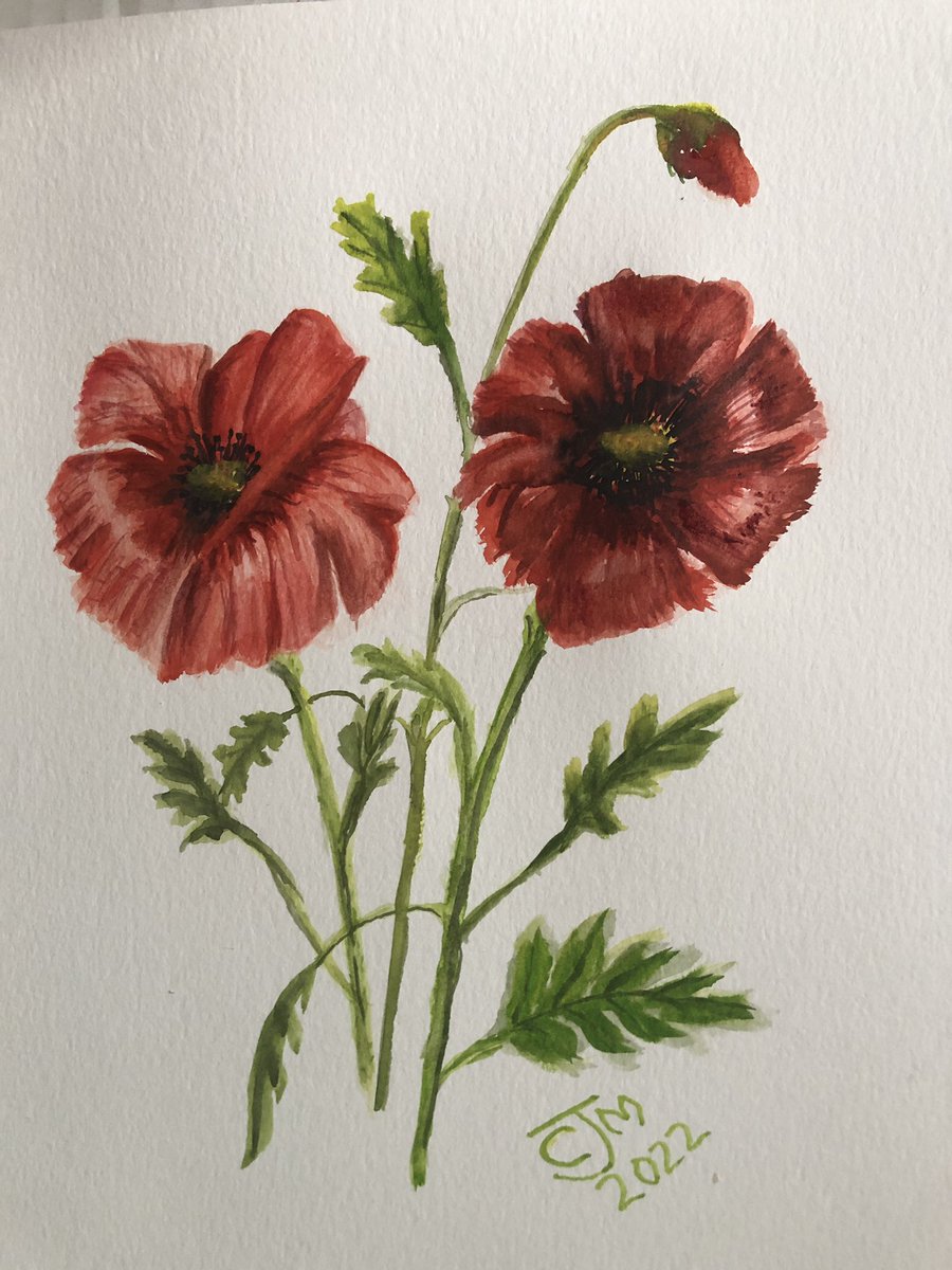 CJM_ArtByColin's tweet photo. I thought #watercolor #painting #Flowers such as these #poppies would be simple. LOL. Got to admire botanical artists far more now. Learning every day. #remembrance #grievingdad #Hope https://t.co/x2bdE4VRQG