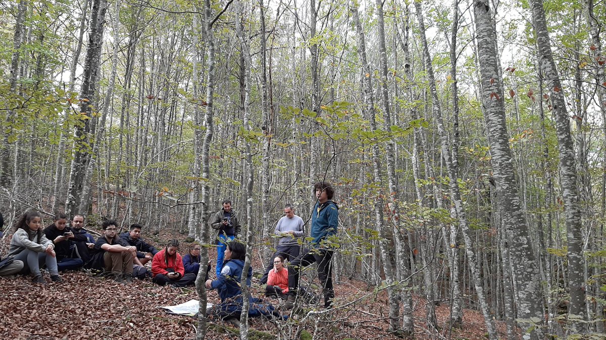SoniaRoigGomez's tweet photo. Actuaciones en latizales de haya: claras altas selectivas para impulsar diversificación específica y estructura forestal con #basartea #NatiGomez @MontesUPM @La_UPM https://t.co/1P7NWr168f