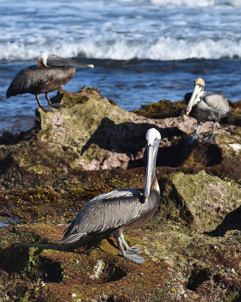 Brown Pelicans gathering for their Monday morning meeting in San Juan, Puerto Rico. Have a great week! #birds #birdphotography #birdwatching #twitternaturecommunity #birdsseenin2022