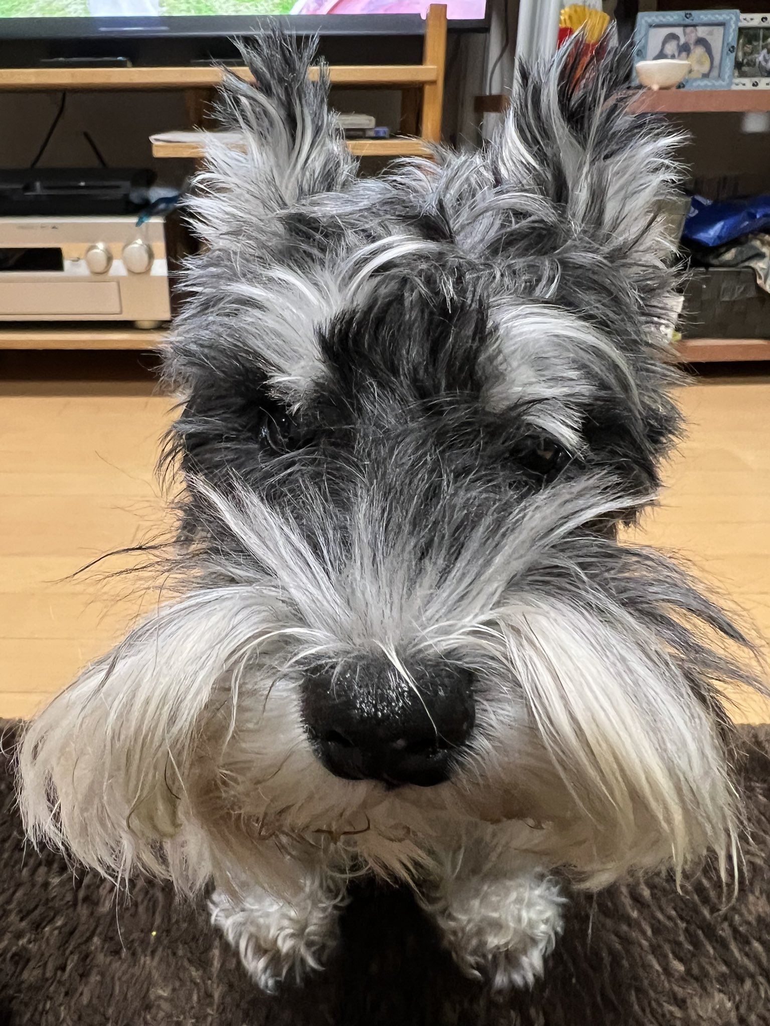 Sdrn 保護犬 Twitter Search Twitter