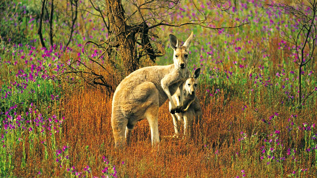 DrTOMontgomery's tweet photo. #WorldKangarooDay
Kangaroos have been around for millions of years.
Then humans take over. They destroy the forests, pollute the air, land and water, bring invasive plants and animals and drive species to extinction.
And they say kangaroos are the pest. https://t.co/4Q4zEKmeQg