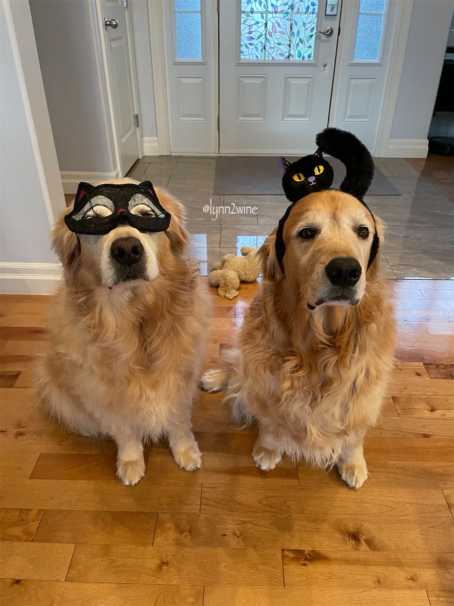 lynn2wine's tweet photo. 🎃 HALLOWEEN COUNTDOWN 🎃
Today, we are CATS 🐈‍⬛ 
*7 days ‘til Halloween 
#dogsoftwitter 😁 https://t.co/2nTDls8d5p