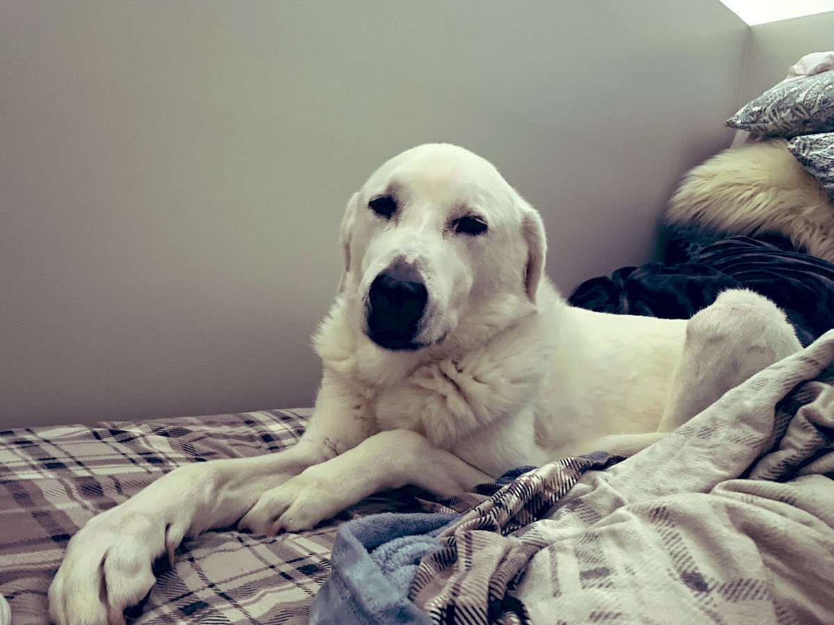 GenevieveChase's tweet photo. 100 pounds of fur and giant paws. #akbashdog #rumibearchase #chasefamilycritters https://t.co/RzZS4q9i3R
