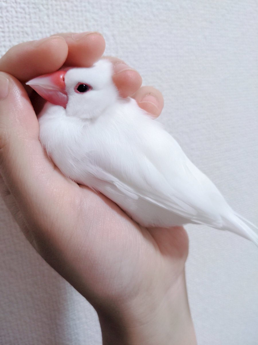 べーやん (@beyan227) / Posts / X