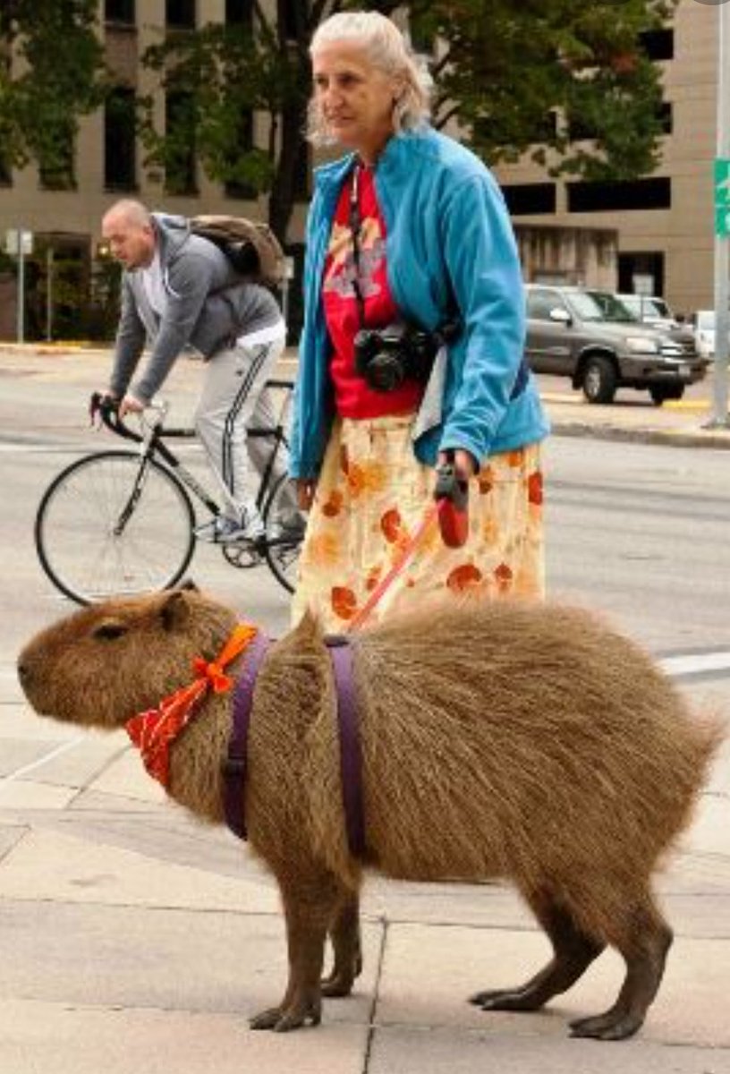 Baltasar_Av_DS's tweet photo. Mi carpincho con la parienta 😍🤣🤣🤣🤣🤣😍#wife #capibara #carpincho #parienta https://t.co/hhbgEuOeEX